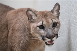 Bronx Zoo Assists with Surrender of Pet Cougar Living in NYC Home - Heading To a Sanctuary in Arkansas
